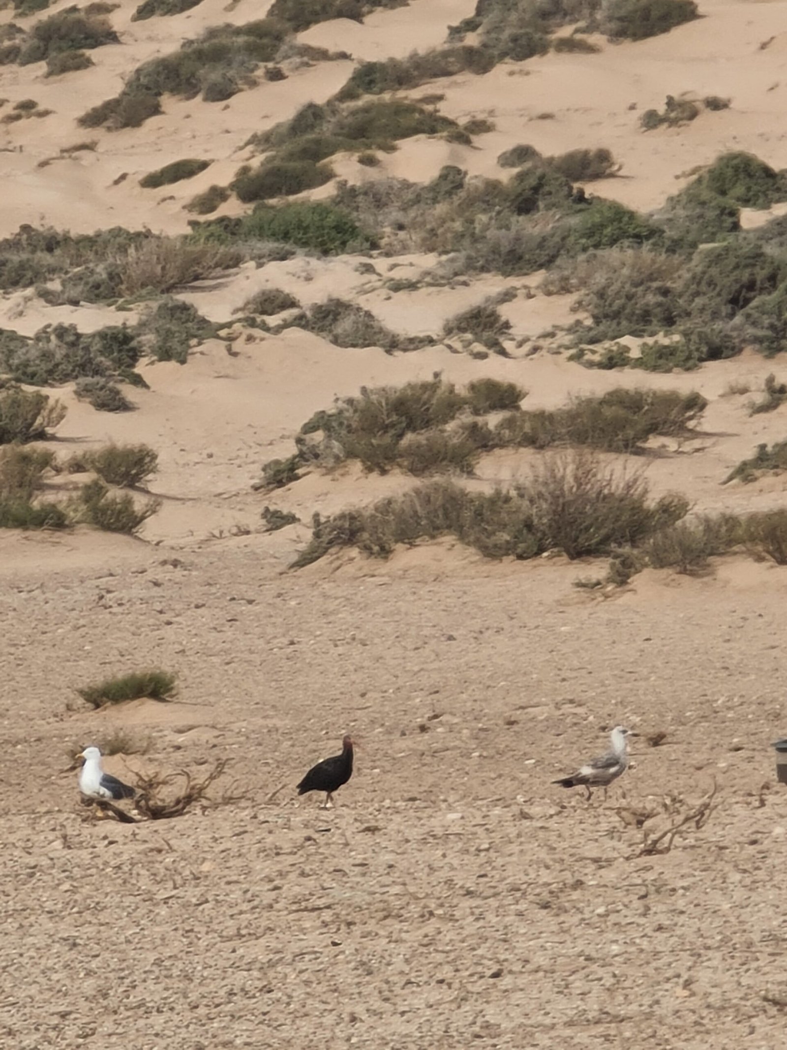 Northern Bald Ibis (Geronticus eremita) in the wild in Tamri