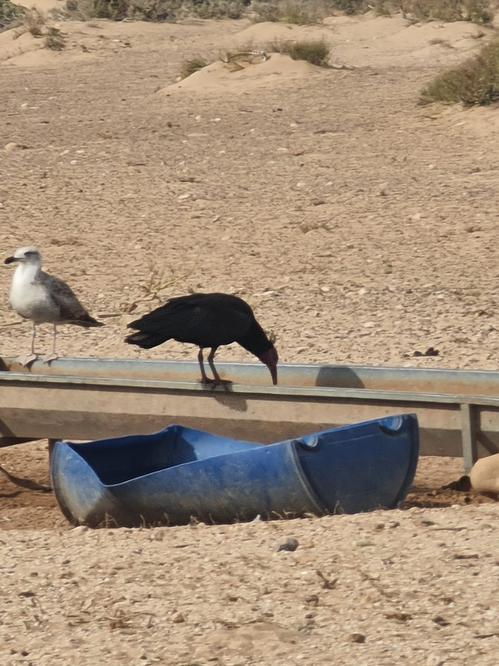 Wild Northern Bald Ibis near Tamri and Timlalin, Morocco