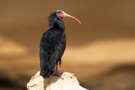 Northern Bald Ibis (Geronticus eremita) in Tamri, Morocco, one of the last wild colonies in the world