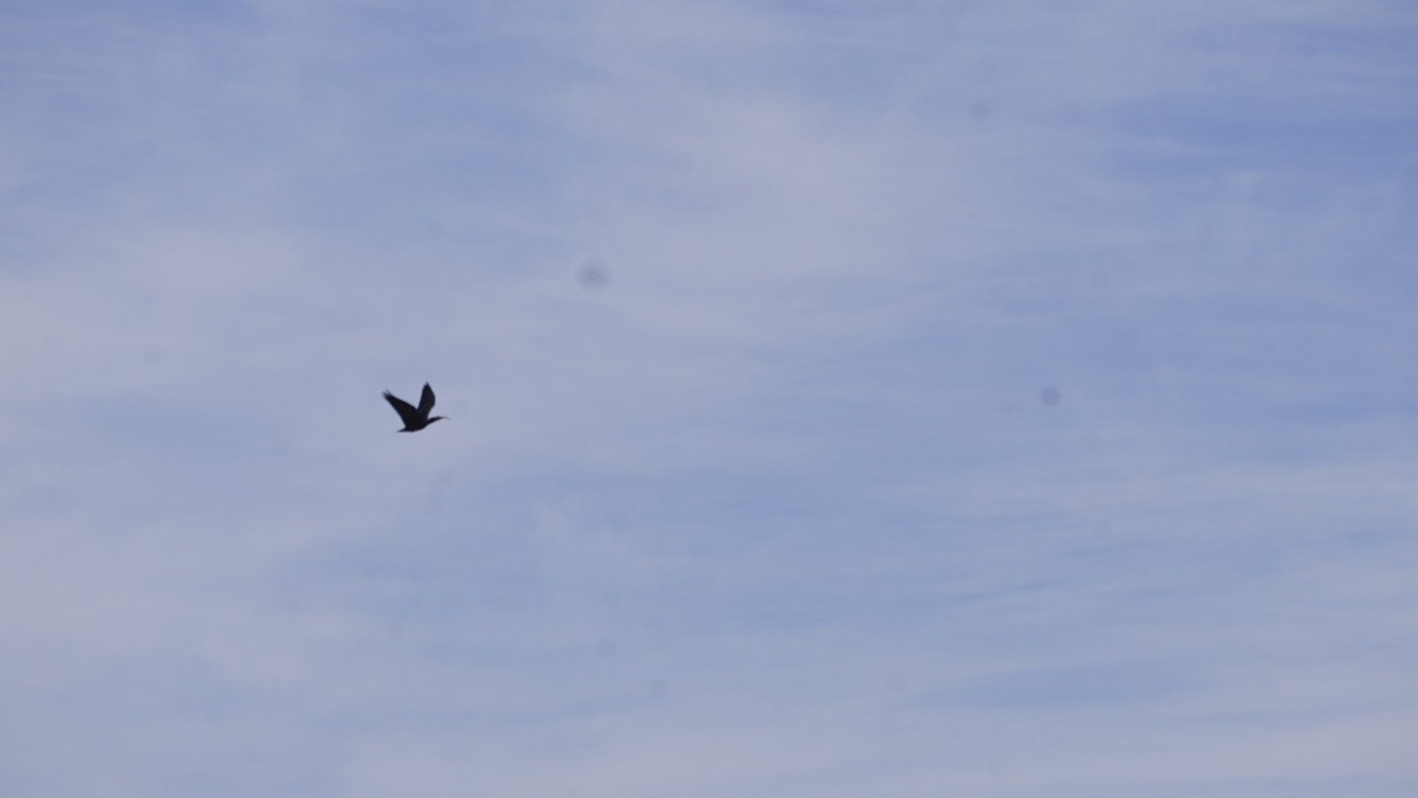 Northern Bald Ibis photographed near Tamri, Morocco
