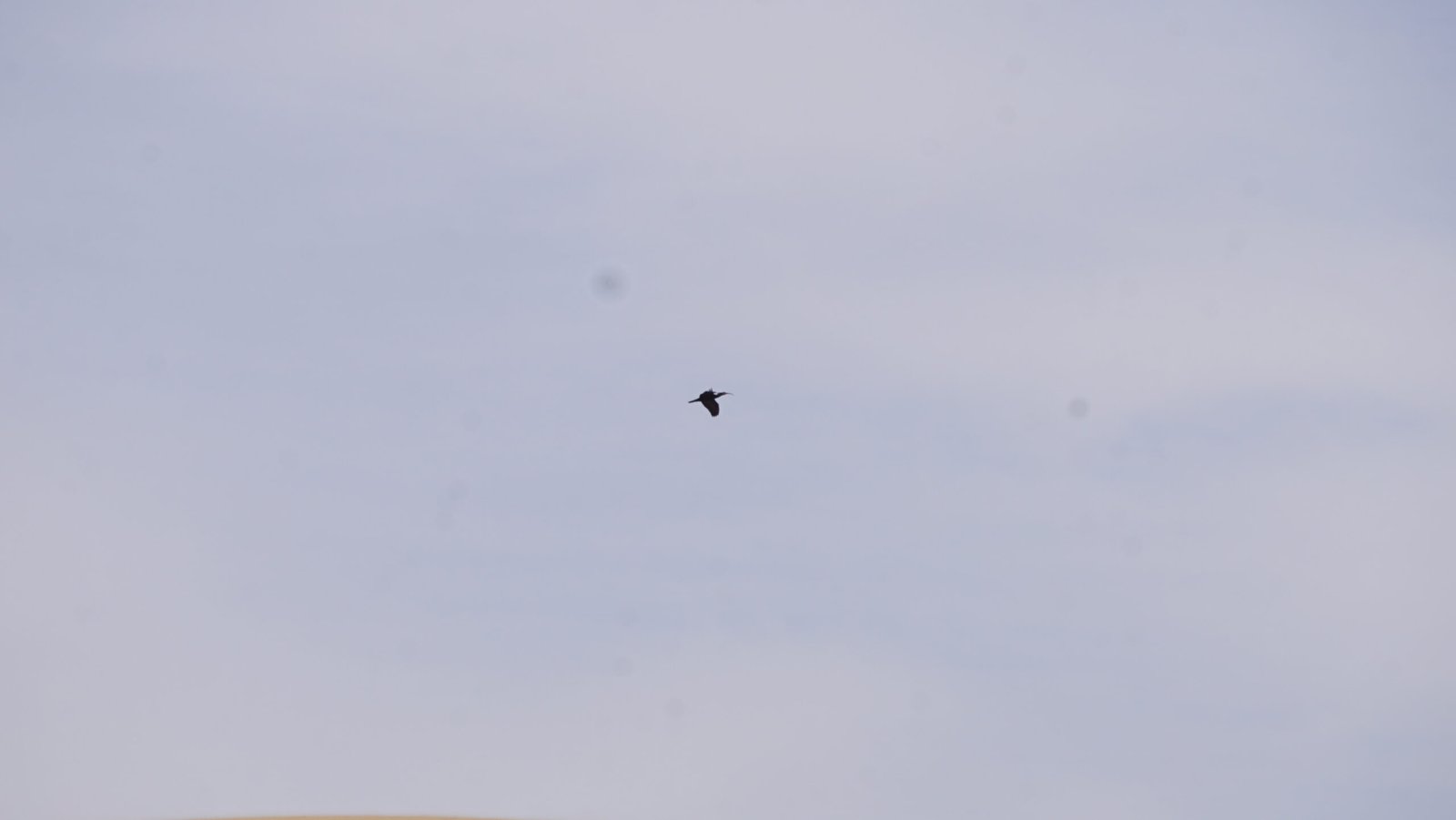 Northern Bald Ibis on the Tamri coast, Morocco